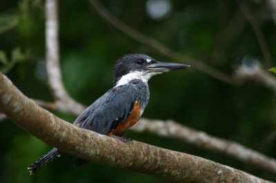 Deze ijsvogel zag ik aan de rand van een rivier in Costa Rica