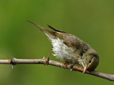 oriental beauty..
cleaning after a bath.

looks like the first pic at birdpix ;)

taken with 400D & 600mm f4L