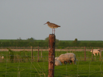 Tureluur op paaltje boven de schapen