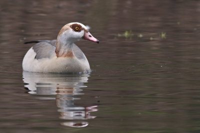 1/80e op 400mm vanaf mono-pod...
Oke, ze waren bijna allemaal bewogen, maar deze is echt scherp :)