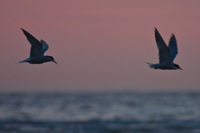 2 x Noordse stern jagend boven Noordzee, zon is net onder.