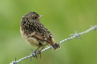 Ik heb deze foto gekozen om de mooie houding van de vogel. Hij kijkt zo mooi in het oneindige wachtend op zijn lekker kostje.
Common Photo Settings 1/400 sec at f / 7,1, ISO 800, 600 mm (EF600mm f/4L IS USM) Camera Canon EOS 400D DIGITAL