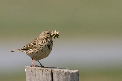 Deze kwam vlak bij me op een paaltje zitten, met een bek vol insecten.