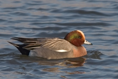 Kan iemand mij vertellen of dit een gewone smient is of (zoals ik heel hard hoop) een smient - wintertaling hybride?

Ik heb nog meer foto's bij twijfel alleen deze geeft hem het beste weer.