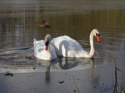 Vanmorgen naar de doort in echt waar een koppel knobbelzwanen zat die zich makkelijk lieten fotograferen. Leuk is dat de langvliegende winterkoning op de foto is vasgelegd.