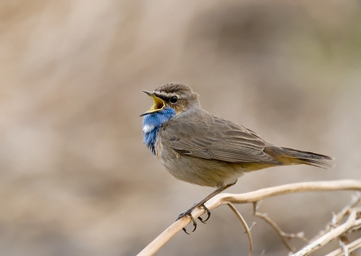 Vanavond de blauwborst serie van begin mei aan het doorspitten.
Vind deze weel geslaagd cooral doorde achtergrond van dode varen bladeren.