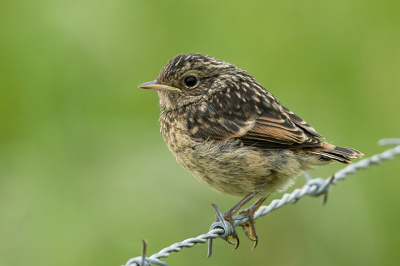 Ze zijn toch zo schattig.
Common Photo Settings 1/400 sec at f / 7,1, ISO 800, 600 mm (EF600mm f/4L IS USM) Camera Canon EOS 400D DIGITAL