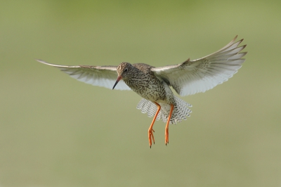 Landend op een paaltje.
iso400 f9 1/800 +0.3st 700mm