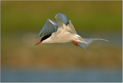 Deze Visdief heb ik 2 weken geleden op Texel gefotografeert.

40D - Sigma 500/4.5 + 1.4x TC