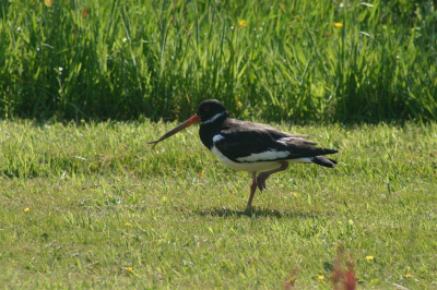 Welke soort is dit? Ik dacht in eerste instantie aan e scholekster, maar let op de snavel!!