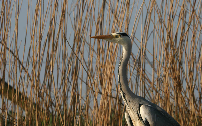 Alert, maar rustig bleef deze reiger op een steiger zitten.