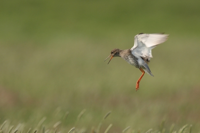 Nog eentje van een invallende tureluur.
iso400 f9 1/800+1/3stop700mm 
fullframe