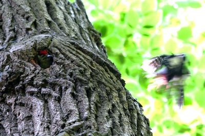 Bij een wandeling in het schothorster bos genoot ik van het voerritueel van aan en afvliegen en voeren van deze grote bonte specht.  Het aanvliegen gaat zo snel dat het onscherpe er al snel in zit