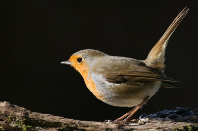 roodborst in eigen tuin was de hele dag in  gevecht het de heggemussen  1 volledige stop onderbelicht vanwege  felle zon op dat moment