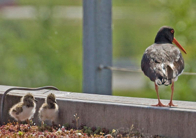 Op het dak van het hoofdkantoor van Thuiszorg de Friese Wouden broeden ieder jaar een paartje scholeksters. Zo ook weer dit jaar, afgelopen maandag zag ik drie jongen rondlopen.