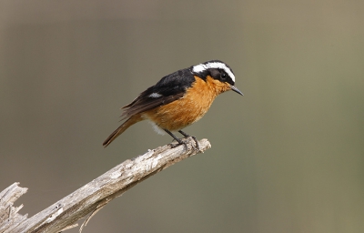 Een trip naar Marokko leverde 10-tallen Diadeemroodstaarten op. Op de vreemste plaatsen kwam je deze prachtige soort tegen. Deze Endeem van Noordwest-Afrika is toch zijn gebied aan het verbreden en is in Europa al aangetroffen in Portugal.