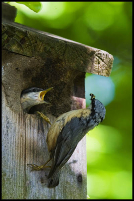 Boomklever voedert jong. De nestkast bevindt zich 3 mtr boven ons terras in een eikenboom. De volgensde dag waren de jongen uitgevlogen. Let ook op het metselwerk rondom het vlieggat. Daar zijn de boomklevers een maand mee bezig geweest. (EF 200mm/2,8L+2x converter).