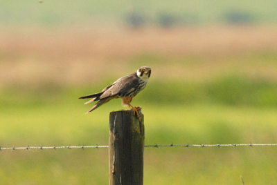 Kan iemand me helpen wat voor roofvogel het is? Ik durf geen gok meer te doen, want ik sla de plank nu vast mis.