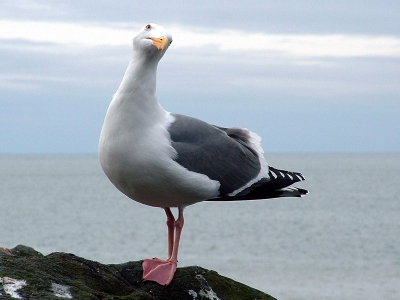 <i class='fa fa-user'></i> Tobias Dansen | Californische Meeuw  <i class='fa fa-eye'> 406</i>   <i class='fa fa-comment-o'> 3</i>