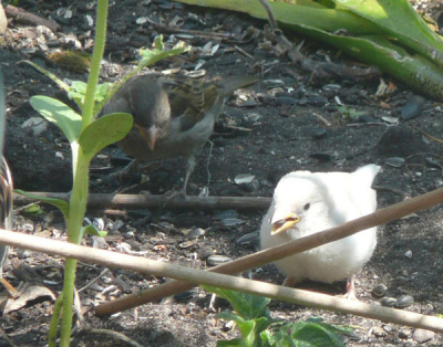 Een witte huismus; passer domesticus alba?