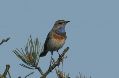 Eindelijk zat hij daar. Prachtig moment. Tijdens een van onze ochtendwandelingen door het veen. Vanaf het fietspad, vanuit de hand deze foto genomen met de 100-400mm zoomlens.
