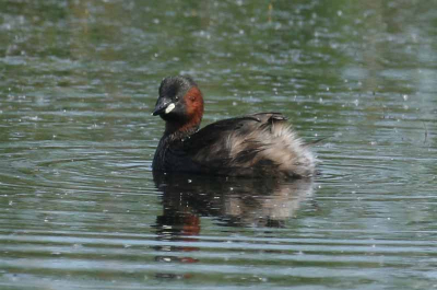 Mooie kleuren in de zomer. Moeilijk te fotograferen, je richt, en ze zijn weer onder, haha.
 Ook deze vanuit de hand gefotografeerd. 100-400mm