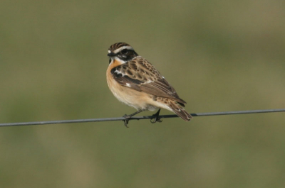 Eerst wist ik nog niet wat voor vogeltje dit nu was. Thuis opgezocht en ja: het Paapje! Leuk, die had ik nog niet in mijn verzameling.