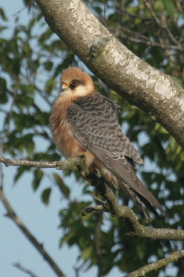 Prachtige vogels om te zien.