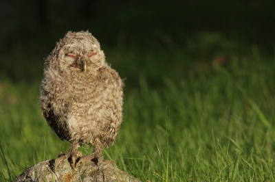 Natuurlijk zijn er trollen in zweden!! Deze week kwam ik er eentje tegen naast mijn huis, net uit het nestkast gevallen/gevlogen die ik dit jaar had opgehangen. 
Groet Alex