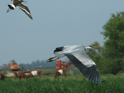 <i class='fa fa-user'></i> Frans Freijee | Blauwe Reiger  <i class='fa fa-eye'> 258</i>   <i class='fa fa-comment-o'> 7</i>