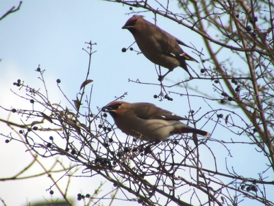 Op verzoek van Hans Bossenbroek, heb ik dit foto geplaatst.
Zonder hem heb ik zeker nooit gelukt om de pestvogel te fotograferen.
Mijn dank gaat naar Hans Bossenbroek.