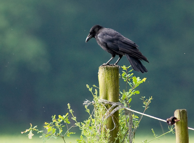 Eerst dacht ik een roofvogel. Dichterbij dacht ik een zwarte kraai. Thuis op de computer begin ik toch te twijfelen of dit mischien toch wel een raaf is ? Wie kan me helpen