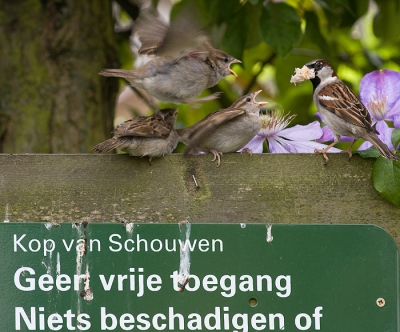 Het recht van de sterkste .....
Ik was ooggetuige van een geweldig leuk spektakel. 3 Jonge mussen op een hek, waarvan de achterste de andere 2 nestgenoten gebruikte als opstap naar 1 van de ouders die net een stuk brood had bemachtigd.
Geen vogelportret maar het leverde wel een leuke serie op, waarvan dit er 1 is.
En trouwens: het bordje is op legale wijze in mijn tuin beland!!