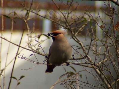 Op verzoek van Hans Bossenbroek, heb ik dit foto geplaatst.
Zonder hem heb ik zeker nooit gelukt om de pestvogel te fotograferen.
Mijn dank gaat naar Hans Bossenbroek.