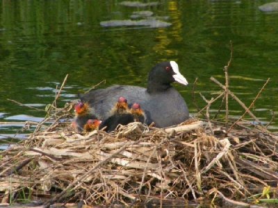 deze foto vond ik nog in mijn computer
het waren de eerste jonge meerkoetjes die ik tegen kwam dit jaar
de moederlijke zorg trof mij bij dit plaatje
