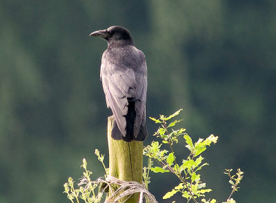 Eerst dacht ik een roofvogel. Dichterbij dacht ik een zwarte kraai. Thuis op de computer begin ik toch te twijfelen of dit mischien toch wel een raaf is ? Wie kan me helpen