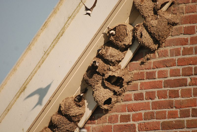 geen idee of deze door de ballotage komt, het is tenslotte nestfotografie, (al is van verstoring op geen enkele manier sprake geweest, voor zover ik kon inschatten...) k vind het wel een imponerend gezicht waartoe deze vogeltjes in staat zijn...vandaar