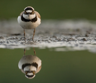 Omdat het zo mooi windstil weer was ben ik s,avonds  nog even naar mijn hutje gegaan. Niet voor niets , deze plevier liet zich uitgebreid fotograferen