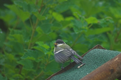 Jonge koolmees in onze tuin, deze zit te wachten op voer van papa of mama