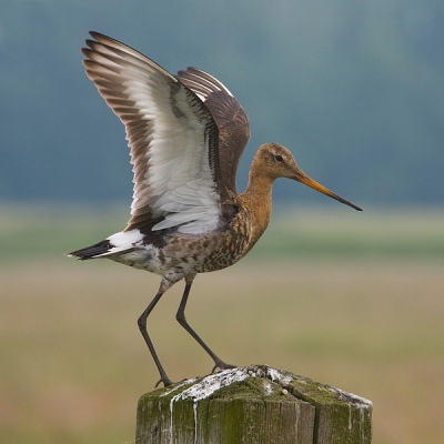 Een grutto op een paaltje, daar heb ik er al honderden van. Dus ik wilde iets extra's. Toen ik zag dat deze grutto telkens op de zelfde paal terugkeerde ben ik daar gaan posten. Na een kwartiertje kwam er een reiger overvliegen en ging de grutto en luid scheldend achteraan. Dit was het moment waarop ik gewacht had. Even later: een geslaagde landing op het paaltje.

40D met Sigma 120-300mm F2,8 + 1.4