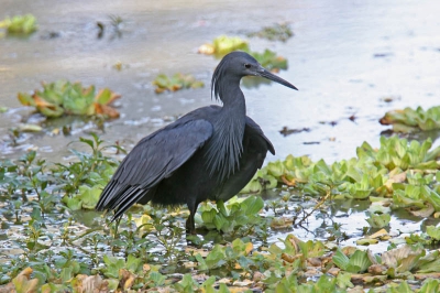 Laatste dag in Gambia, nog net een paar uurtjes over voor de vlucht naar huis. Nog een keer naar Abuko, was achteraf geen slechte keus. De zwarte reiger ("parapluvogel") vertoonde nog eens uitgebreid zijn viskunsten. De theorie is naar ik heb begrepen dat de vissen afkomen op de donkere plek die ontstaat als hij zijn veren open vouwt.  1e uit serie van 4 opnames.