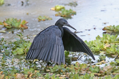 <i class='fa fa-user'></i> Wim de Groot | Zwarte Reiger  <i class='fa fa-eye'> 494</i>   <i class='fa fa-comment-o'> 2</i>