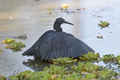 <i class='fa fa-user'></i> Wim de Groot | Zwarte Reiger  <i class='fa fa-eye'> 388</i>   <i class='fa fa-comment-o'> 2</i>