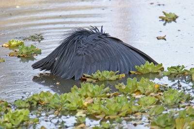 <i class='fa fa-user'></i> Wim de Groot | Zwarte Reiger  <i class='fa fa-eye'> 457</i>   <i class='fa fa-comment-o'> 2</i>