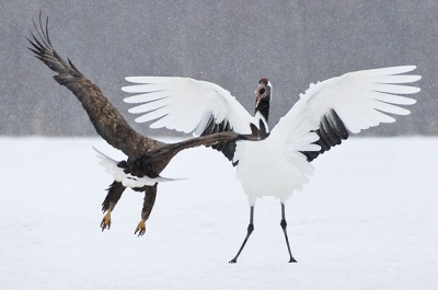 Confrontatie tussen een zeearend en een Japanse kraanvogel, afgelopen winter in Japan. De Japanse kraanvogel is de op een na zeldzaamste kraanvogel ter wereld. Met een geschatte populatie van slechts 1500 exemplaren behoort de vogel tot een van de meest bedreigde vogelsoorten.

Nikon D2Xs, AF-S VR 200-400/4.0, 1/1000 @ f/5.6, ISO 400, statief.