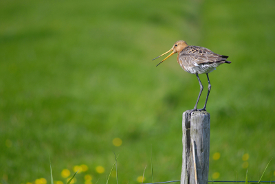 Een standaardfoto van een grutto op een paaltje, maar door de geopende snavel , de opname schuin van achteren en de gele paardebloemen in de wei. toch wel aardig. Genomen met een Nikon D80 en Nikon f4/70-210 lens @ 210 mm, op f/4. Helaas had ik m'n 400 mm lens niet bij me.