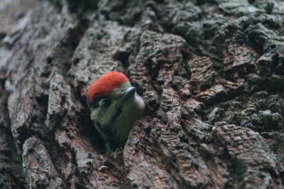 Ik moest een tijd zoeken naar waar het verwoede gepiep vandaan kwam. Kijken, kijken en nog eens kijken naar het bladerdek. Hij zat echter niet gewoon in de boom, maar daadwerkelijk IN de boom. Ongeveer 4 meter boven me in plaats van 8, en probeerde mij met het gepiep weg te jagen.