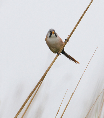 Vanmorgen, na een flinke regenbui, had ik het geluk dat twee baardmannetjes nieuwsgierig kwamen kijken. Ondanks het grauwe weer ben ik toch wel blij met deze foto's.
Uit de hand genomen, lopend langs het riet.