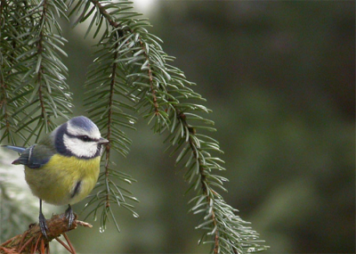 Hallo allemaal!
Dit is mijn eerste post op birdpix. Hier alvast een foto van een pimpelmees die ik ongeveer een jaar geleden maakte.
Ben benieuwd naar jullie reacties