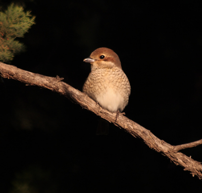 The female of pair of Red-backed Shrikes that comes every spring in my local park.
